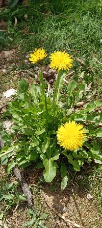 Taraxacum officinale image