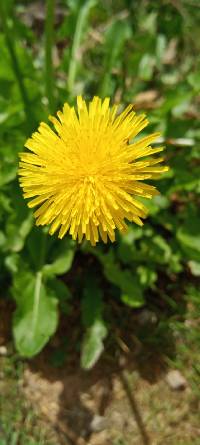 Taraxacum officinale image