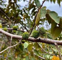 Guazuma ulmifolia image