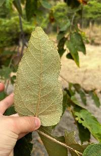 Guazuma ulmifolia image