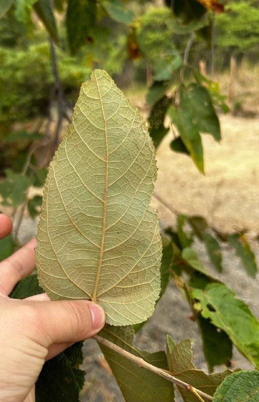 Guazuma ulmifolia image