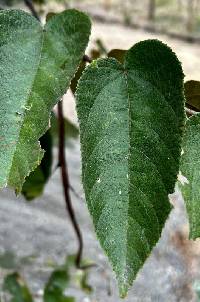 Guazuma ulmifolia image