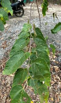 Guazuma ulmifolia image