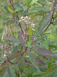 Baccharis latifolia image