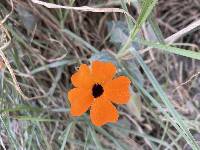 Thunbergia alata image