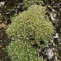 Paepalanthus pilosus image