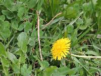 Taraxacum officinale image