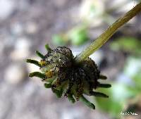 Marchantia berteroana image