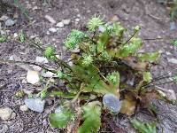 Marchantia berteroana image