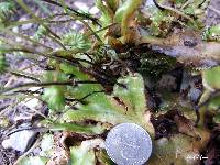 Marchantia berteroana image