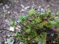 Marchantia berteroana image