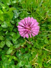 Trifolium pratense image