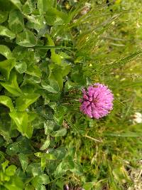 Trifolium pratense image