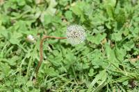 Taraxacum officinale image