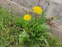 Taraxacum officinale image