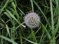 Taraxacum officinale image