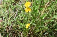 Taraxacum officinale image