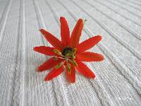 Passiflora manicata image