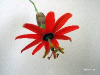 Passiflora manicata image