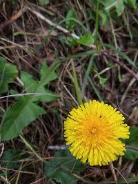 Taraxacum officinale image