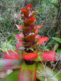 Guzmania gloriosa image