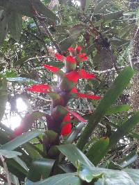 Guzmania gloriosa image