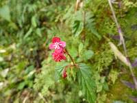 Begonia urticae image