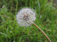 Taraxacum officinale image