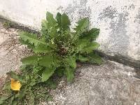 Taraxacum officinale image