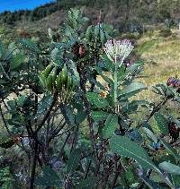 Oreocallis grandiflora image