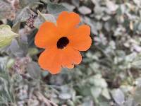 Thunbergia alata image