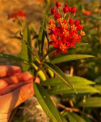 Asclepias curassavica image