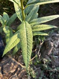 Asclepias curassavica image