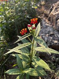 Asclepias curassavica image