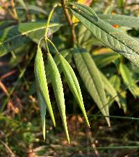 Asclepias curassavica image