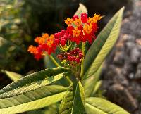 Asclepias curassavica image