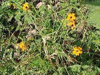 Thunbergia alata image