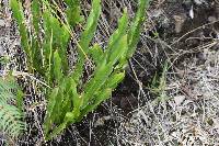 Baccharis genistelloides image