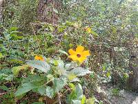 Thunbergia alata image