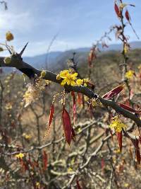 Parkinsonia praecox image