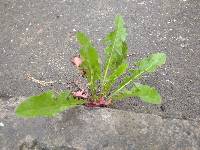 Taraxacum officinale image