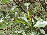 Baccharis latifolia image