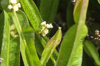 Baccharis genistelloides image