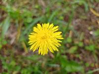 Taraxacum officinale image