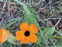 Thunbergia alata image