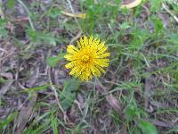 Taraxacum officinale image