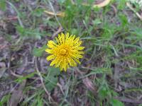 Taraxacum officinale image