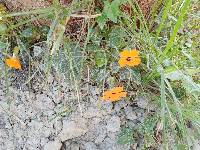 Thunbergia alata image