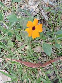 Thunbergia alata image