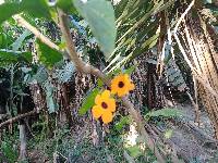 Thunbergia alata image